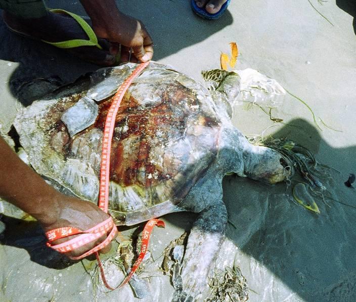 3.2.4 Turtle Mortalities 221 dead turtles were recorded washed up on Tanzania s beaches or found floating at sea.
