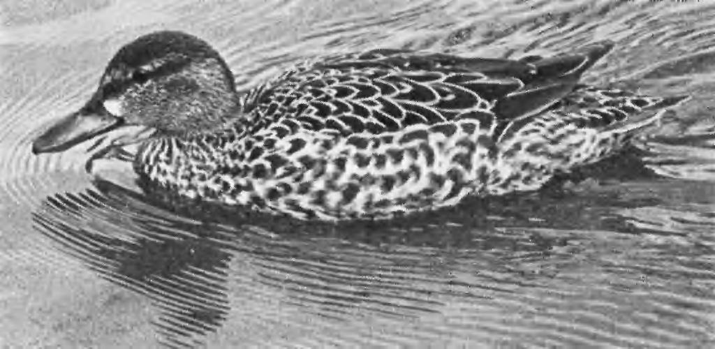 Distinguishing Blue-winged and Cinnamon Teals D.I. M. Wallace and M. A. Ogilvie The Blue-winged Teal has been recorded with increasing frequency on this side of the Atlantic.