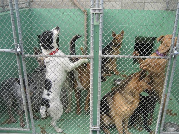 Observed Capacity DOGS At the time of the visit, although crowding in the holding areas appeared to be much improved compared to the previous visit at the beginning of the year, all holding areas