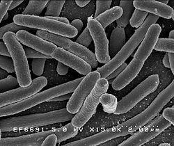 Escherichia coli Listeria monocytogenes In