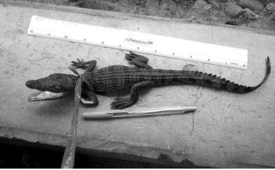 These crocodiles were given approximate sizes from the actual measurements under captivity. The respondents gave their estimate of the size of the crocodiles.