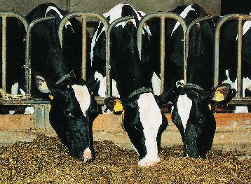 12 Healthy dairy cows have good appetite! mobilizing enough nutrients for high milk production.