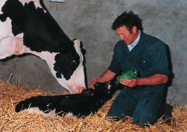 16 SUMMARY The dairy farmer has an enormous influence on the early period of his cows lactations by practicing his managerial skills, before, at, and just after calving time.