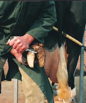 In this way, the calcium mobilization from the skeleton is stimulated, through which calcium comes available to the cow.