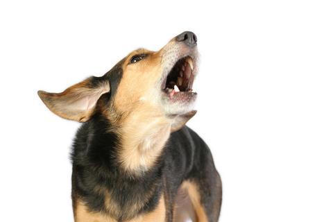 Dog Auditory Signals