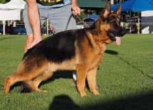STOCK COAT dog classes Placing 5 AIMSWAY USHER Placing 7 KUIRAU LION HEART STOCK COAT JUNIOR DOG All graded Very Good Placing 1 KAYGARR ARKO AZ 30/07/2016 Sire:*Labo vom Schollweiher aed Dam: Aimsway