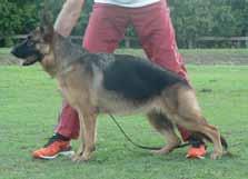Correct angulations. Very powerful movement. Presentation should be better. Placing 9 ASTASIA DARYA 16/05/2016 Sire: *Ch.