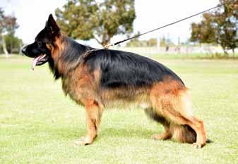 SIRES progeny report GSDCA 45th National Show and Trial hosted by the GSDCQ 19-21 May 2017 This Sire s Progeny report has been formulated by the National Breed Commission Executive; Vince Tantaro