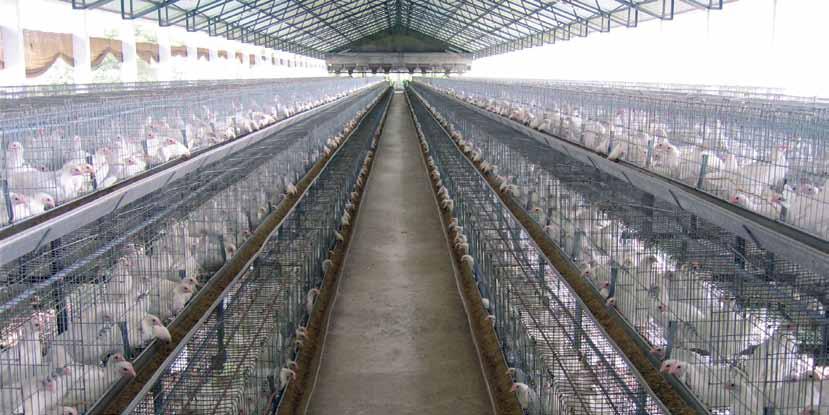 Cages CHAKRA Cage System CHAKRA cage systems serve both the purpose of modern poultry industry as well as well fare of the bird.