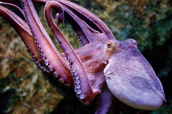 A female octopus in a German zoo watched