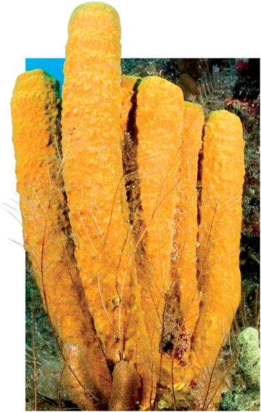Porifera Sponges (9,000 species). Sponges may seem like plants but they are not. They are the simplest of all living animals. Their bodies are basically a tube of fibers.