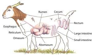 The ruminant digestive system Digestive tract of a goat. Goats are ruminants, animals with a four-compartment stomach, as are cattle, sheep and deer.