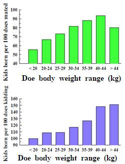 Page 3 of 9 Doe body weight at mating (kg) Kidding* % Kids weaned # % Below 27 76 59 27-32 102 62 32-36 117 81 36-41 143 115 41-45 147 117 * kids born and # kids reared per 100 does mated The kidding
