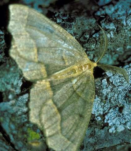 moths, often with angulate, scalloped or fringed wings.