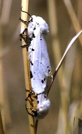 Tiger Moth Metamorphosis: Complete Small to medium moths, often brightly