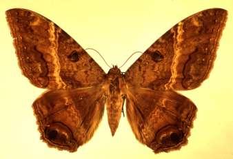Noctuid Moth Metamorphosis: Complete Fall armyworm Photo: Billy R Wiseman,