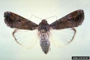Underwings with wing spans to Army cutworm Photo: JBerger, bugwood.org 60mm.
