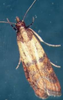 Pyralid Moth Metamorphosis: Complete uga0796020a