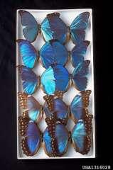 Various colors come from pigments contained in the scales OR---in the case of Morpho