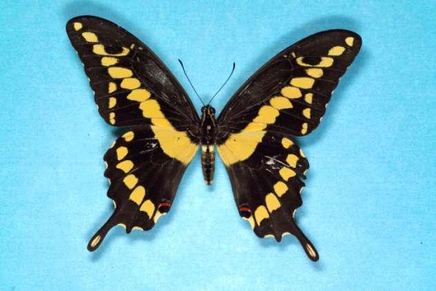 Swallowtail Butterfly Metamorphosis: Complete Photo: D.B. Richman Wing span to 100mm.