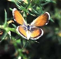 Gossamer Winged Butterfly Metamorphosis: Complete All