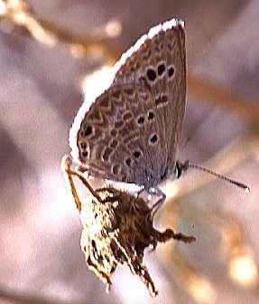 Richman Small (wingspan <35mm), delicate butterflies.