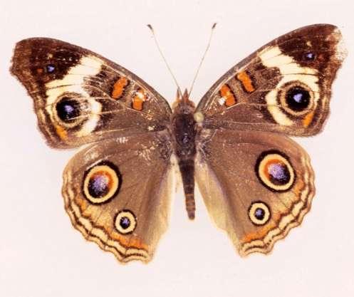 Brush-footed Butterfly Metamorphosis: Complete Both