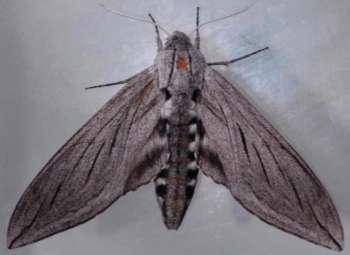 org uga538774 Medium to large moths (to 100mm