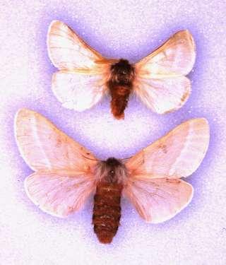 Giant Silkworm Moth Metamorphosis: Complete Mouthparts: None!