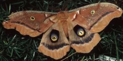 Richman Medium to large moths, winspan >100mm.