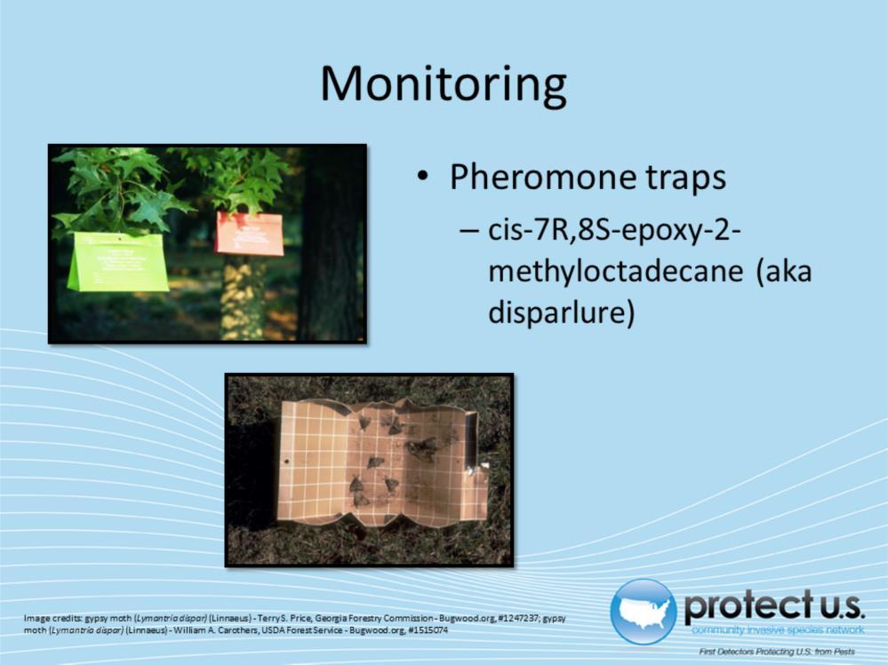Pheromone traps can be used to monitor for the Asian gypsy moth.