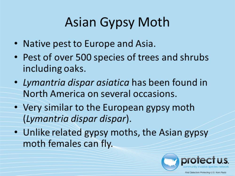 The Asian gypsy moth or Lymantria dispar asiatica is a native pest to Europe and Asia. They are a pest of over 500 species of trees and shrubs including oaks.