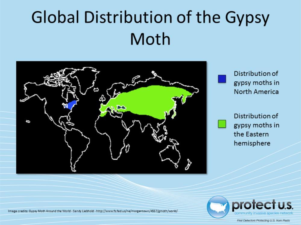 The two types of gypsy moth are the European and the Asian gypsy moths. Both are common pests in the East.