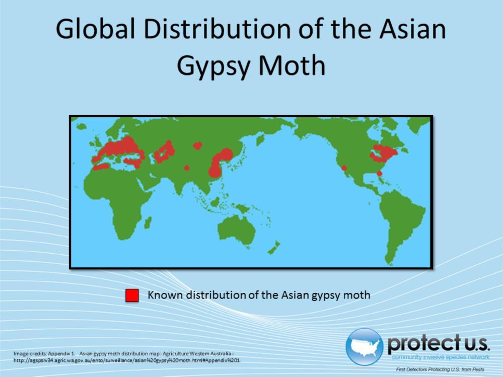 The map above depicts only the distribution of the Asian gypsy moth throughout the globe.