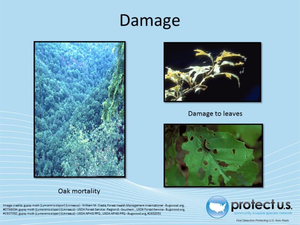 The main damage to host plants is caused by feeding larvae. Larvae can defoliate plants at a very high rate, especially when the population level is high.