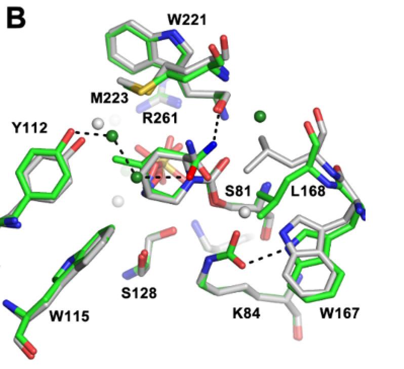 5 avibactam -21-22 -23 ETX2514 di-aza-bicyclo-octenone Active site overlays of avibactam- (in grey, PDB: 4WM9) and an ETX2514 analog- (in