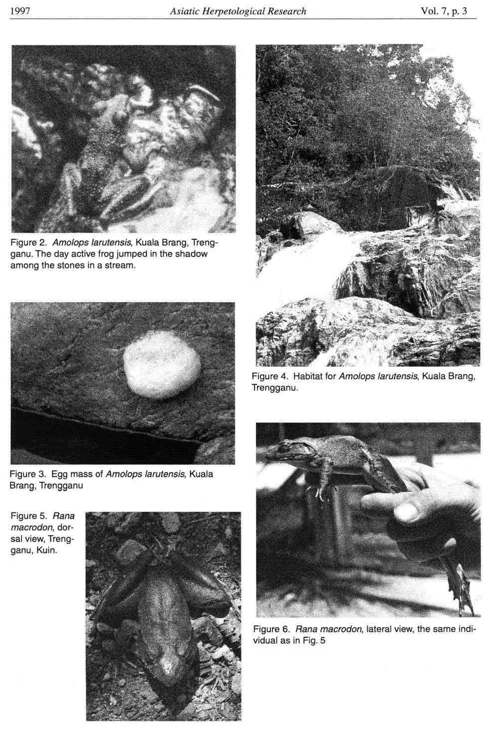 1997 Asiatic Herpetologica! Research Vol. 7. p. 3 Figure 2. Amolops larutensis, Kuala Sraog, Trengganu. The day active frog jumped in the shadow among the stones in a stream. Figure 4.