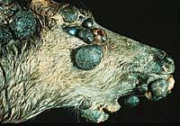 Cutaneous Fibromas Cutaneousfibromasare caused by a virus. Are basically hairless tumors that are found on the skin of deer. They generally range from ¼ to more than 8 inches in diameter.