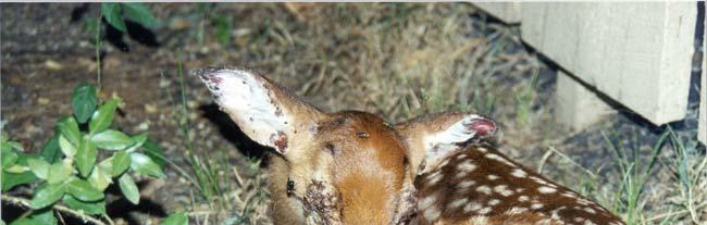 Ticks Fawns are usually more