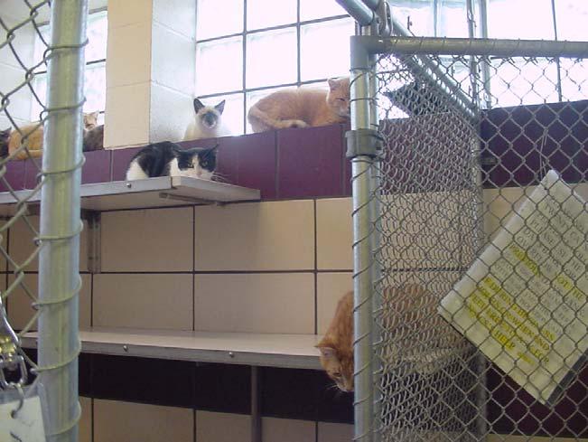 31 Temporary pens these can be used to house cats when there is an acute need for grouphousing, such as hoarding cases. Dog kennel type pens with tops can work well.