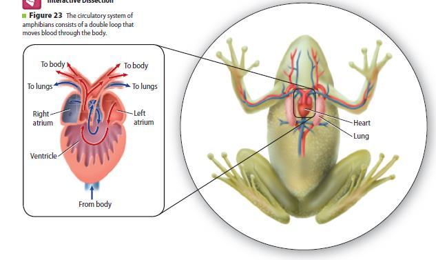 Characteristics of Respiration and circulation As larvae, most amphibians exchange gases through their skin and gills.