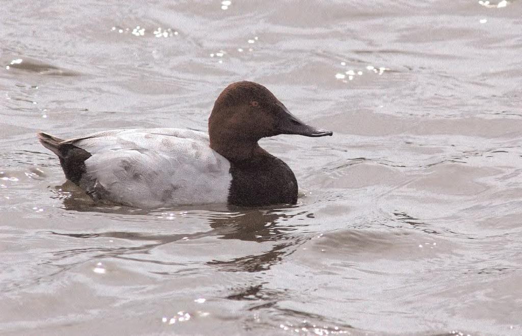 The identification of a hybrid Canvasback Common Pochard: implications for the identification of vagrant Canvasbacks Keith Vinicombe 74.