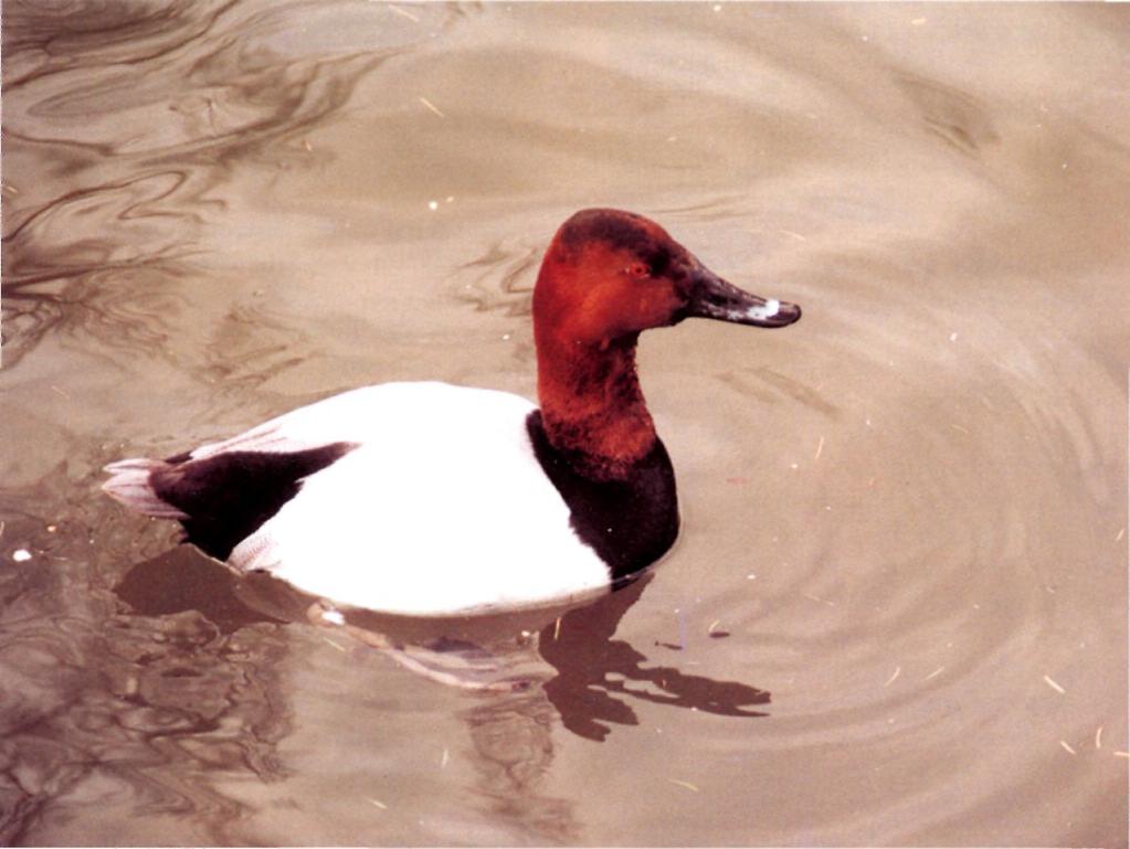 On 21st March 1993, I discovered an unusual adult Aythya duck feeding off Moreton Bank, Chew Valley Lake, Somerset (plate 74). It closely resembled a male Canvasback A.