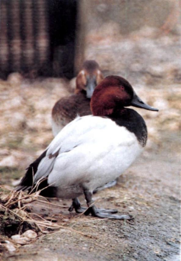 76. Captive first-winter male Aythya duck, thought to be a hybrid Canvasback A. valisineria Common Pochard A. ferina, Wildfowl and Wetlands Trust, Slimbridge, Gloucestershire, February 1997.