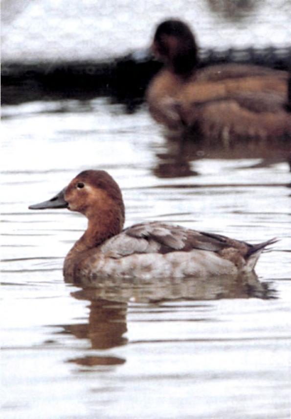 Note that both first-winter Canvasback and Common Pochard can be easily aged by their darker grey wing-coverts, which in adults are pale grey and concolorous with the flanks and scapulars.