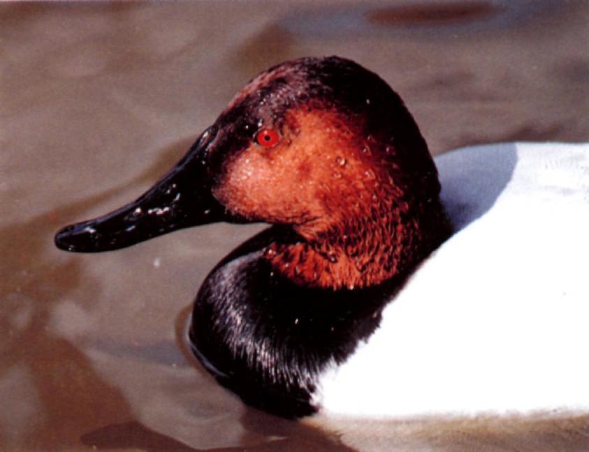 ferina, comprise a relatively long neck, a higher-based and longer, all-black bill which bulges at the base and merges with a distinctively high, peaked crown.