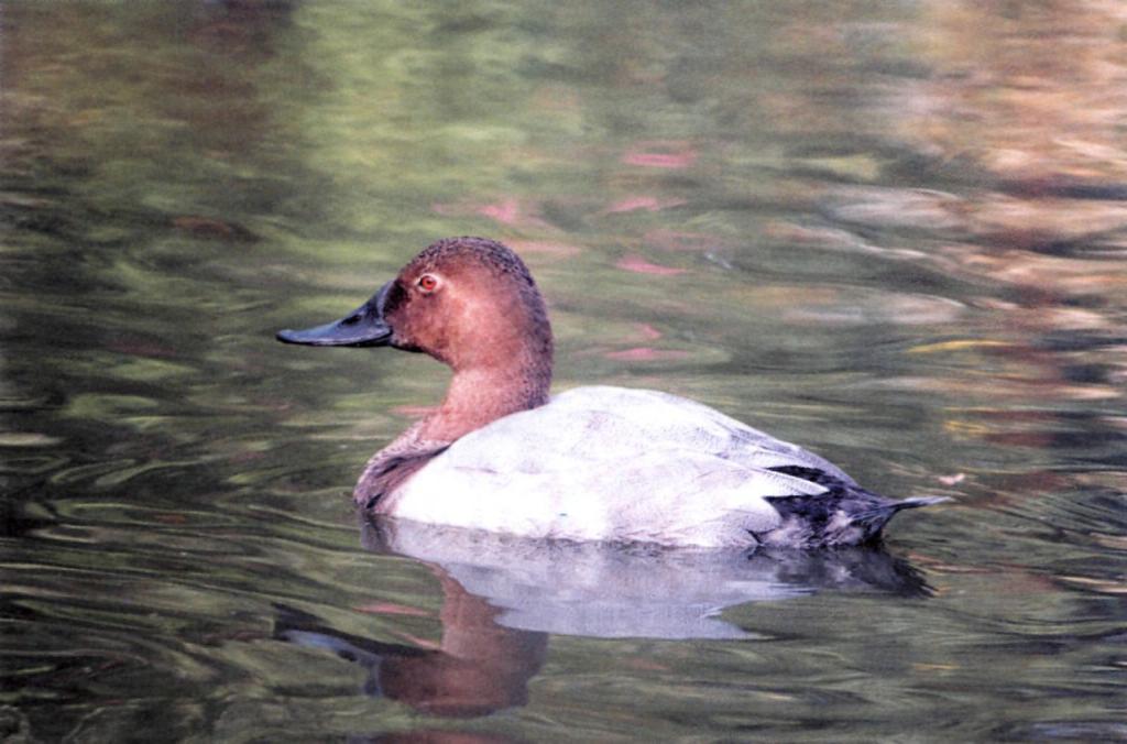 Conclusions The identification of Canvasback in Europe requires the utmost caution.