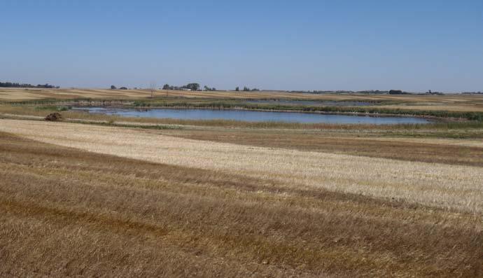 MANITOBA More areas are starting to show effects of the prolonged dry spell.
