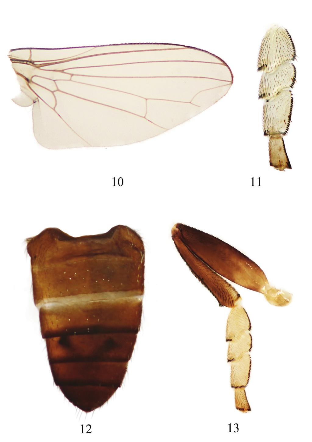 63 Linderomyia of Laos Figures 10 13. Lindneromyia laosensis sp. nov. (male). 10. wing; 11.