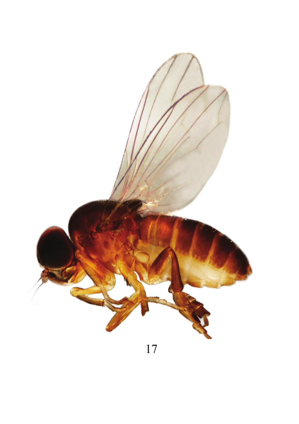 65 Linderomyia of Laos Figure. 17.